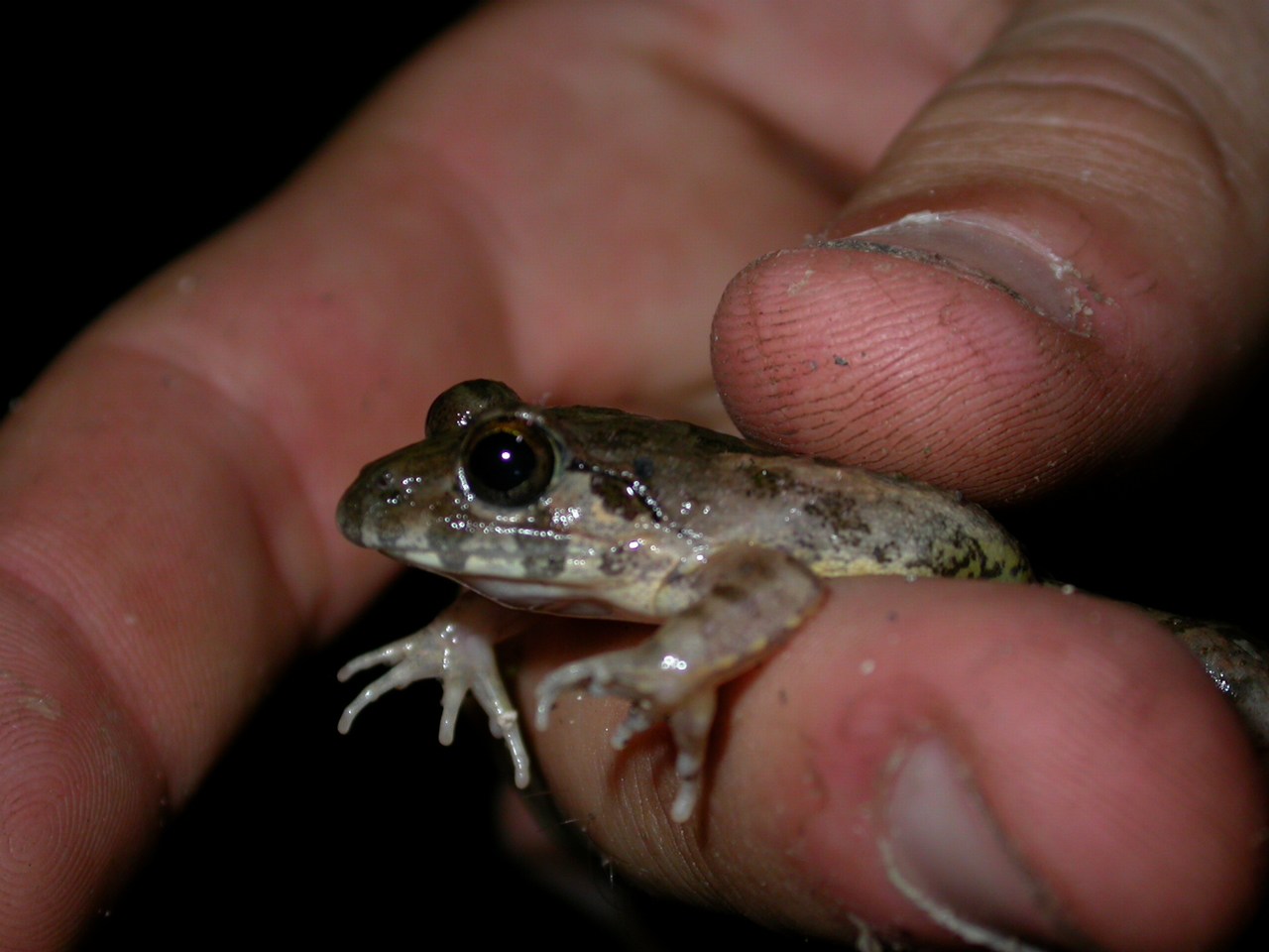 Fejervarya cancrivora